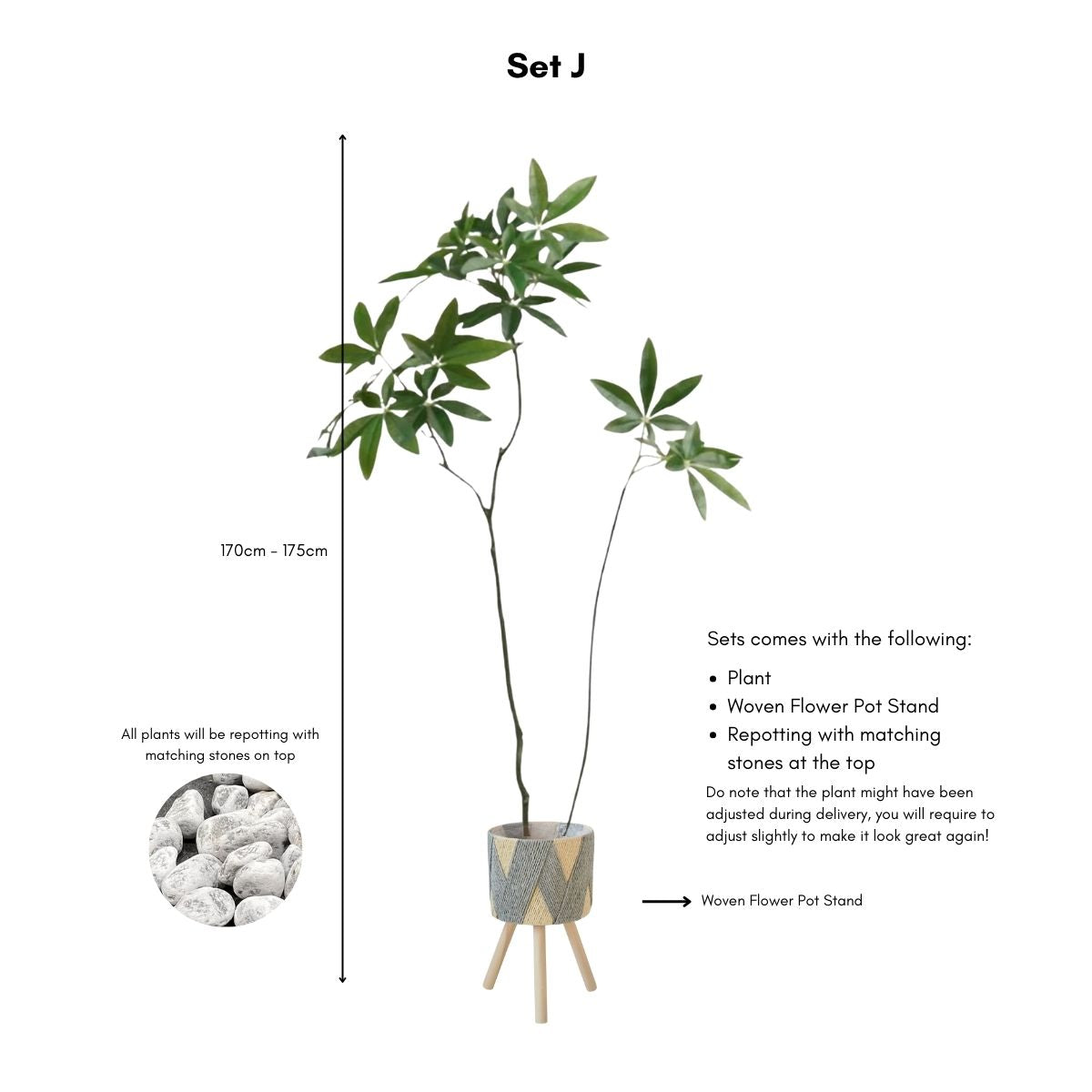 Faux Pachira Money Tree