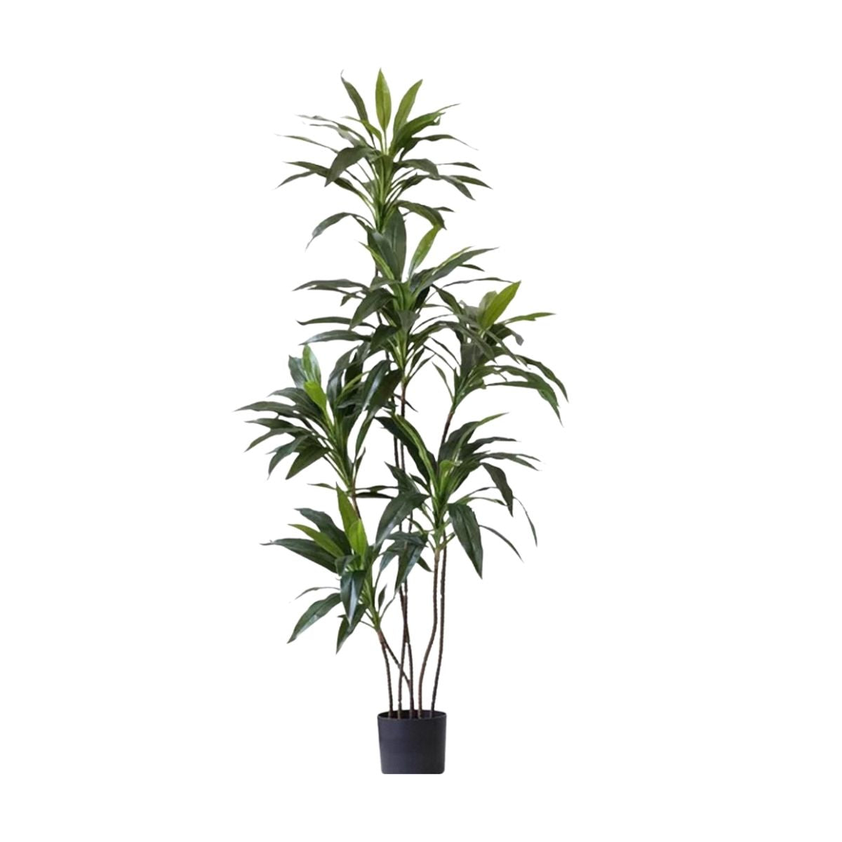 Faux Dracena Swan Plant