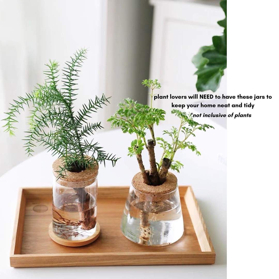 Plant Propagating Glass Jar