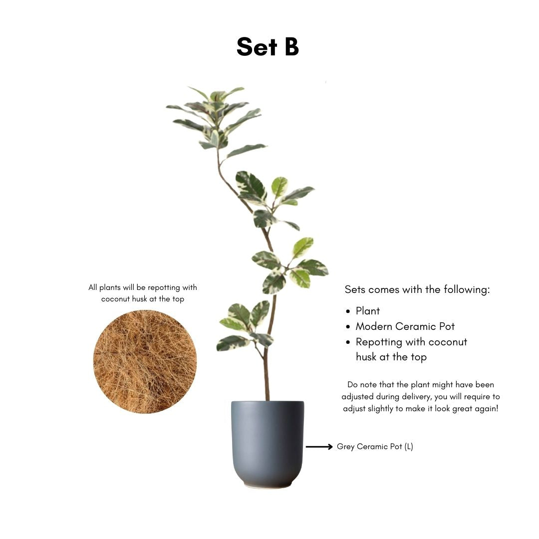 Artificial Ficus Benghalensis Variegated Plant