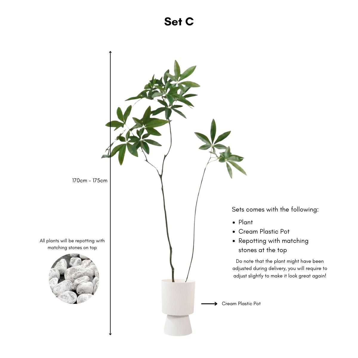 Faux Pachira Money Tree