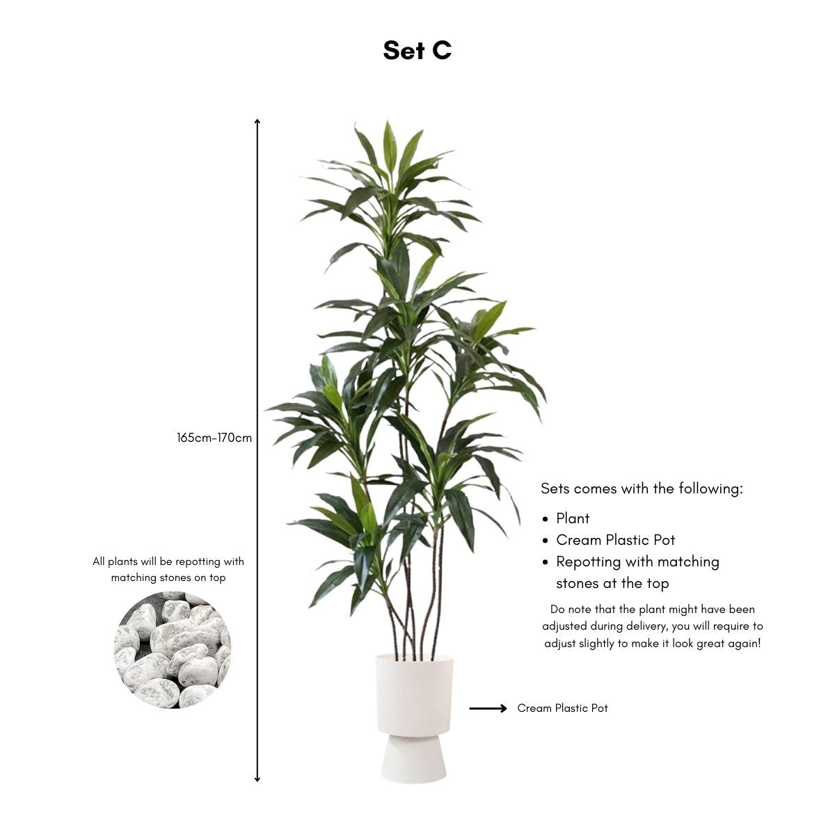 Faux Dracena Swan Plant