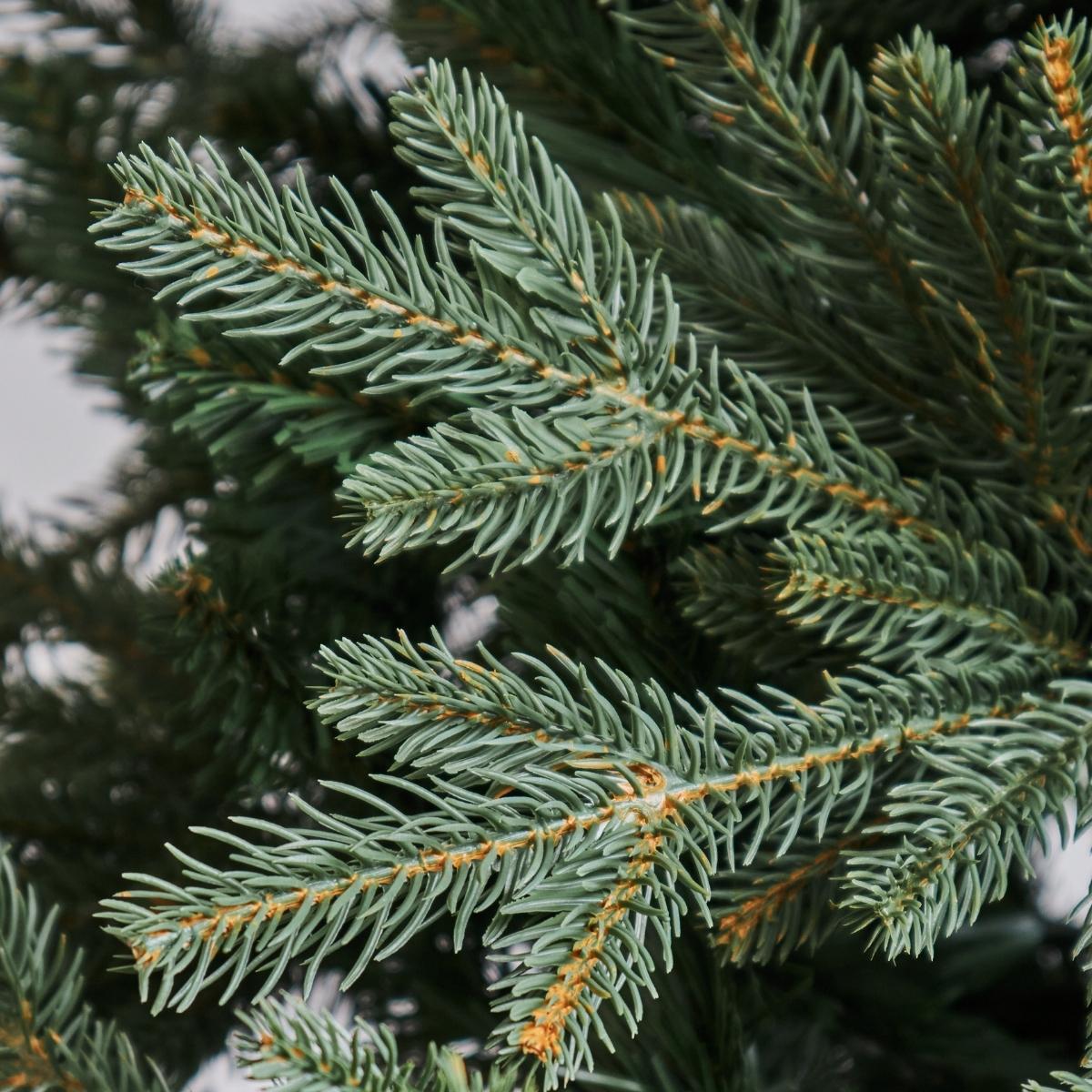 Close-up of hyper-realistic PE and PVC needle tips on the Vermonia Fraser Fir Christmas tree, rivaling Pine Concept for the highest quality faux trees in Singapore