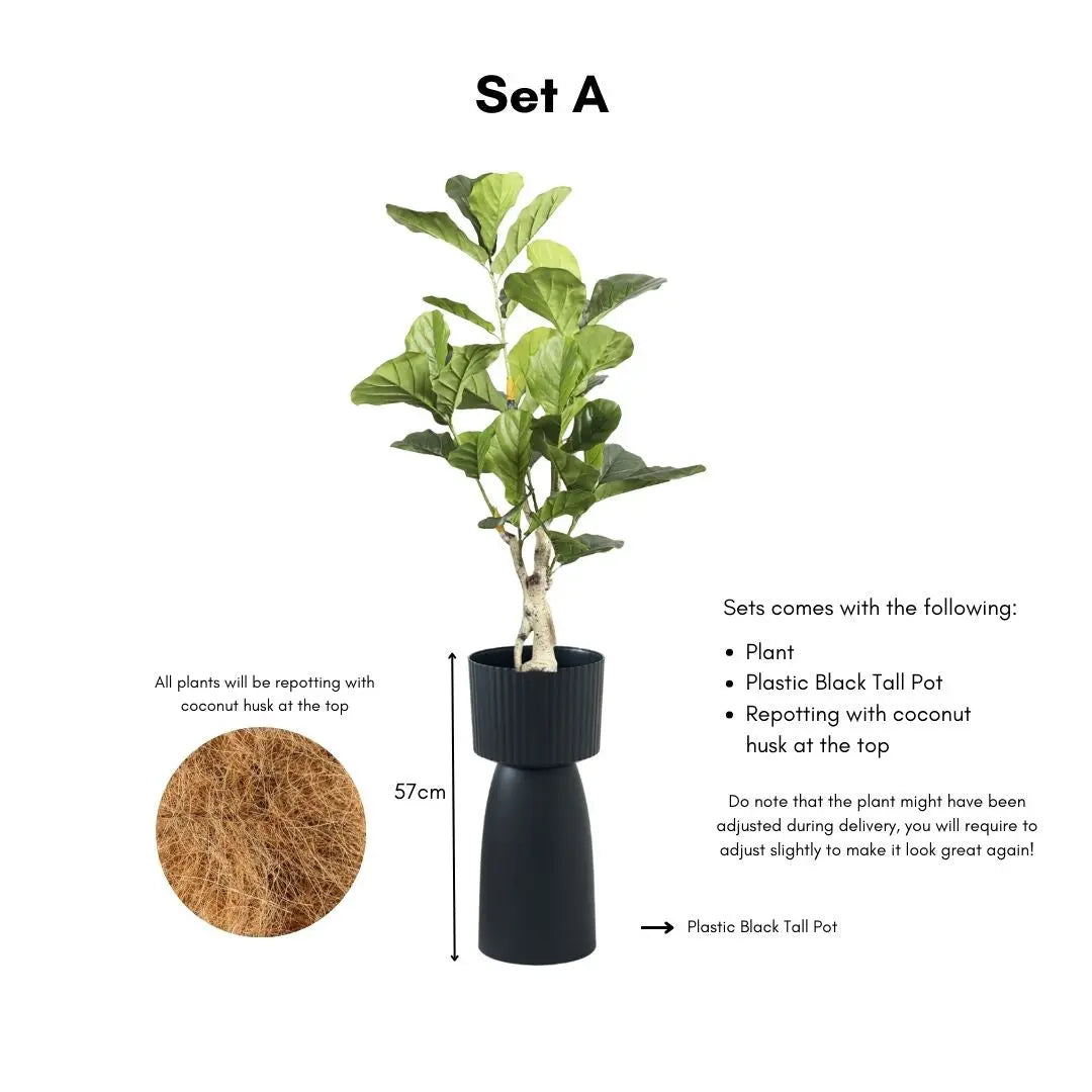 Artificial Ficus Plant - 115cm-Speckled Space