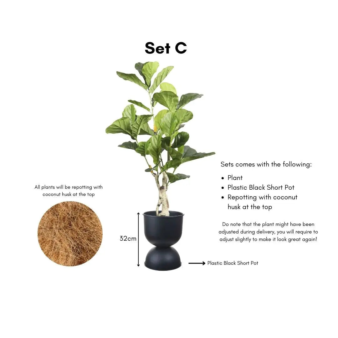 Artificial Ficus Plant - 115cm-Speckled Space