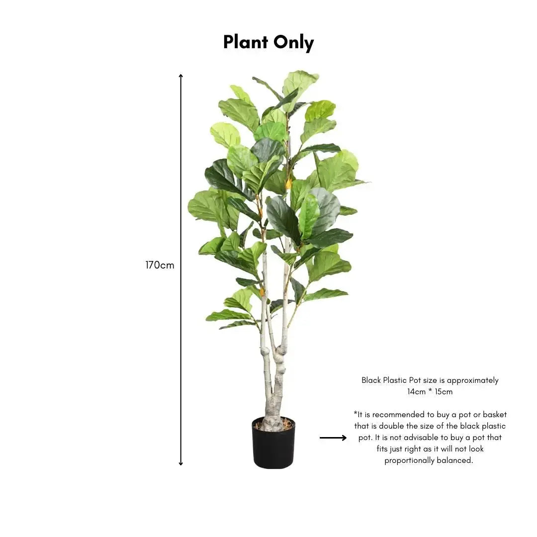 Artificial Ficus Plant - 170cm-Speckled Space