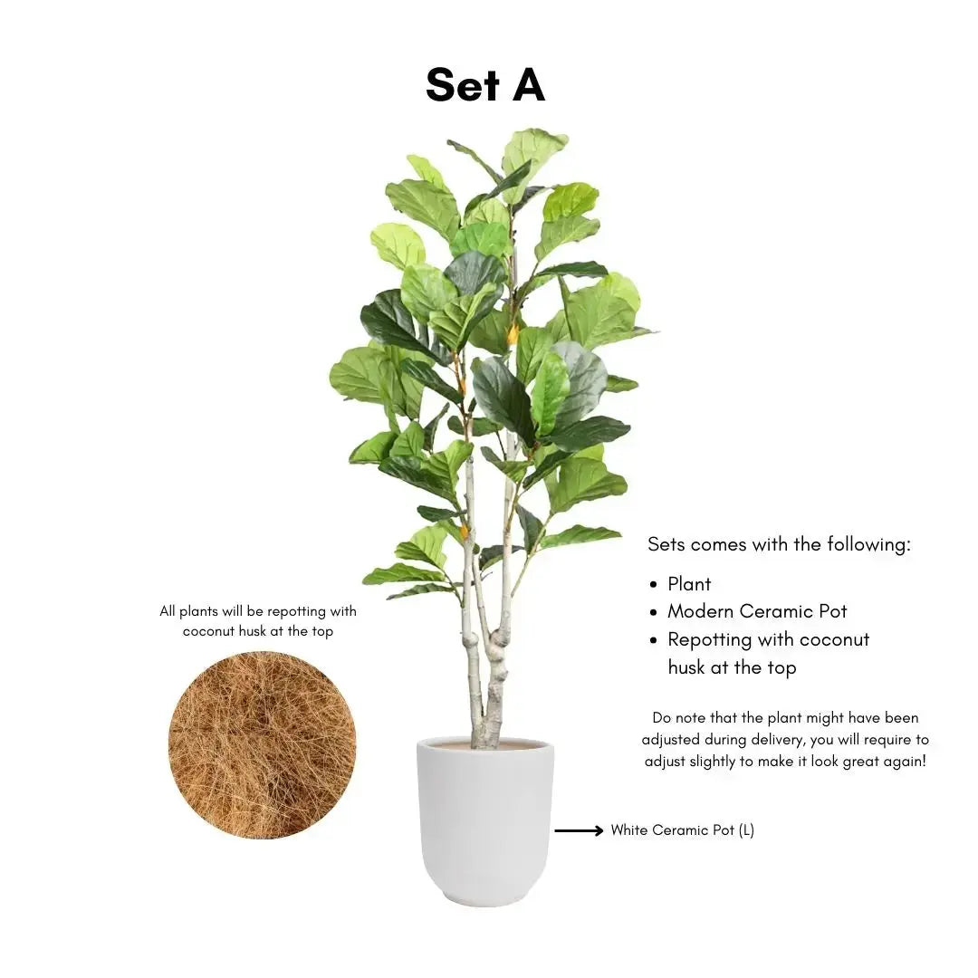 Artificial Ficus Plant - 170cm-Speckled Space