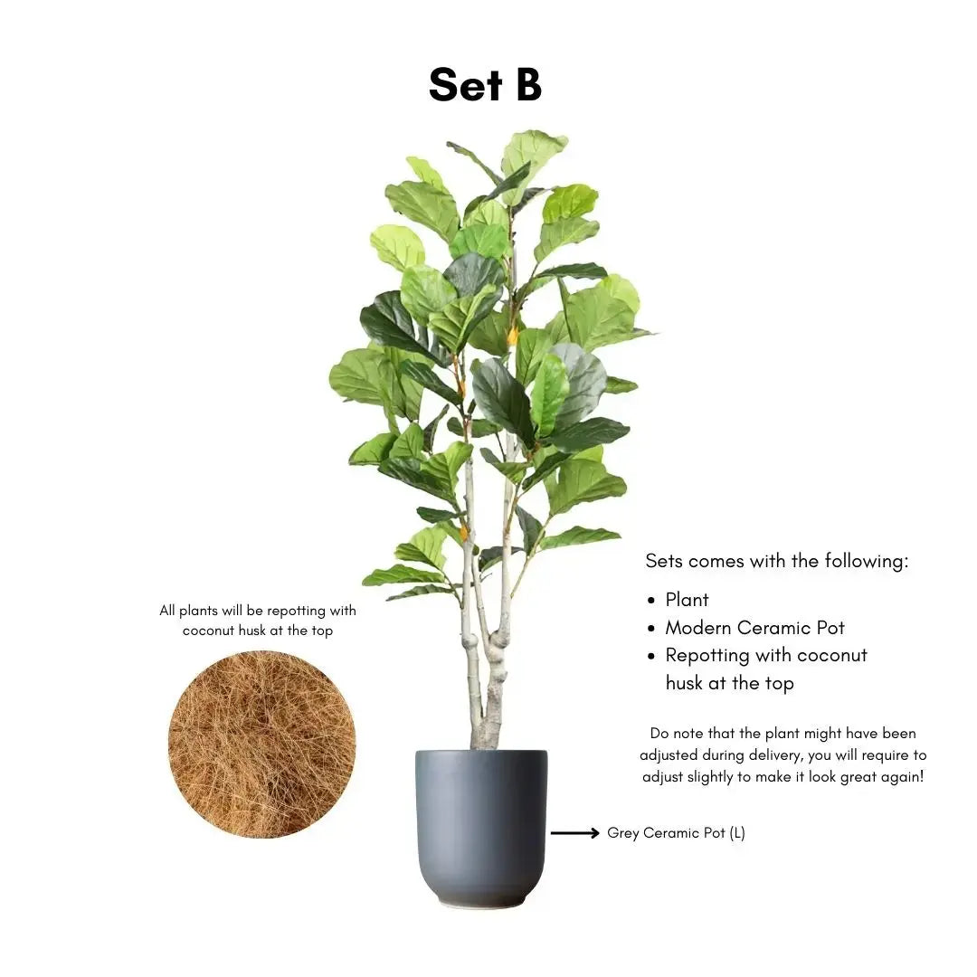 Artificial Ficus Plant - 170cm-Speckled Space