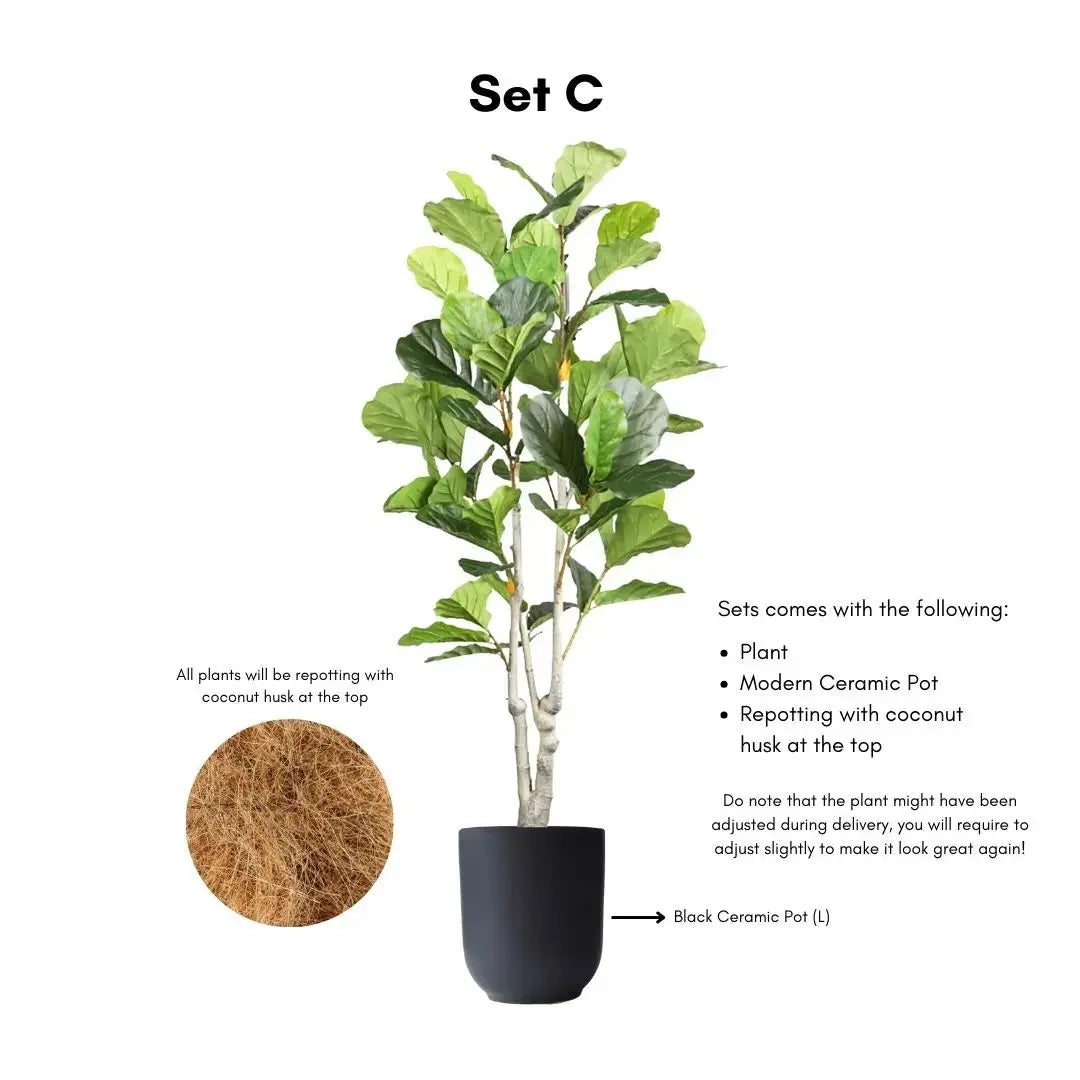 Artificial Ficus Plant - 170cm-Speckled Space