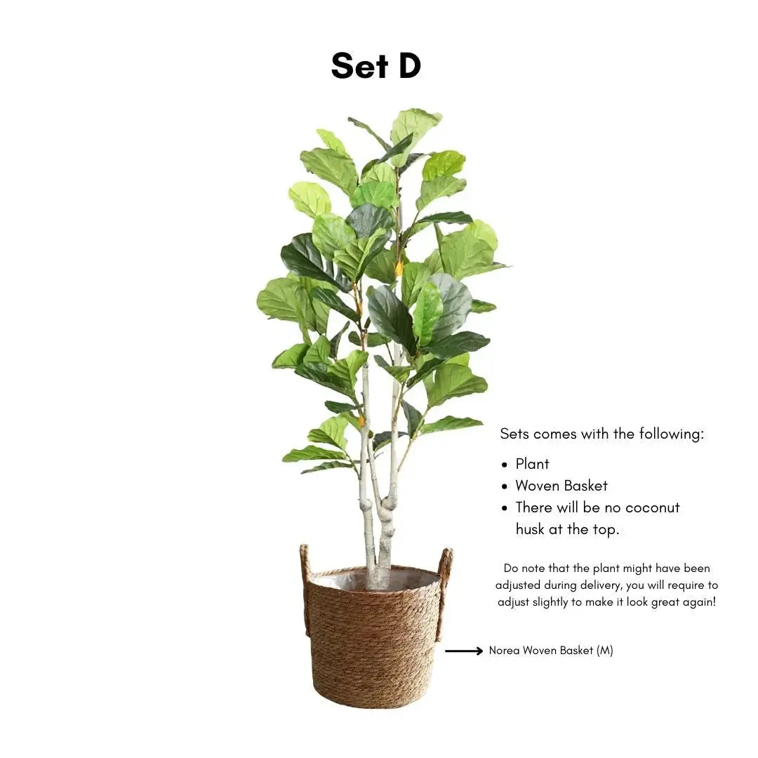 Artificial Ficus Plant - 170cm-Speckled Space