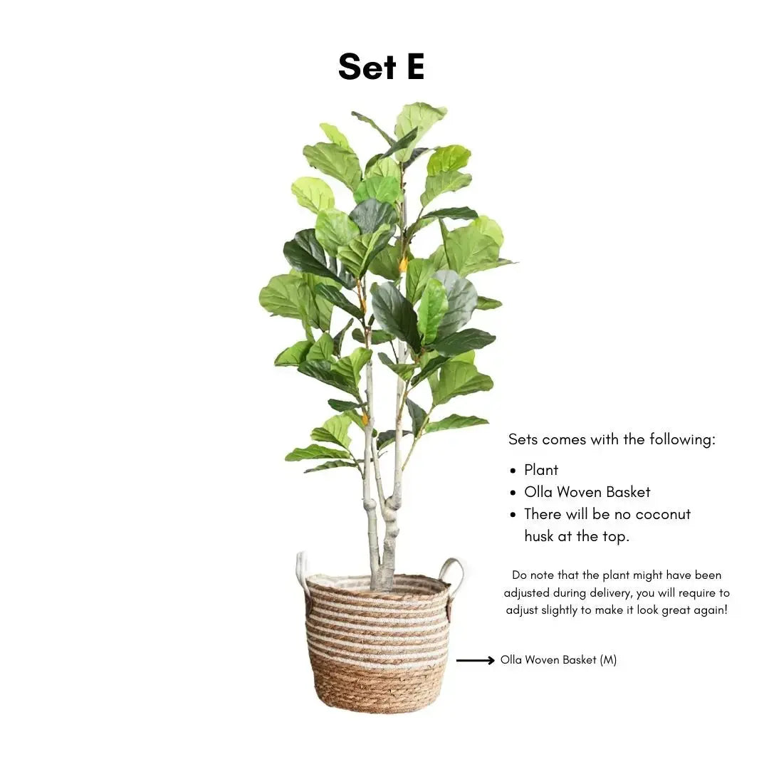 Artificial Ficus Plant - 170cm-Speckled Space