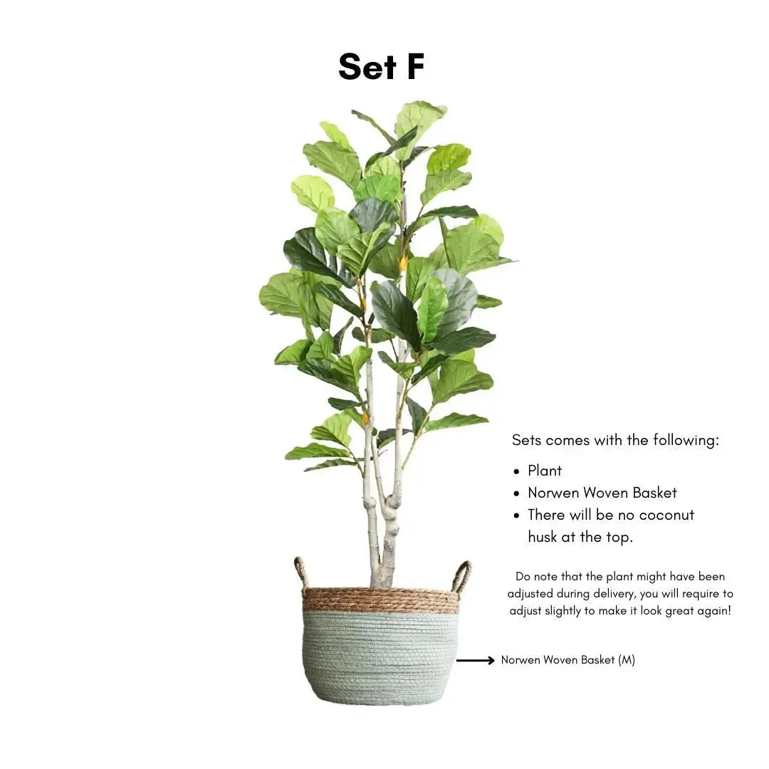 Artificial Ficus Plant - 170cm-Speckled Space