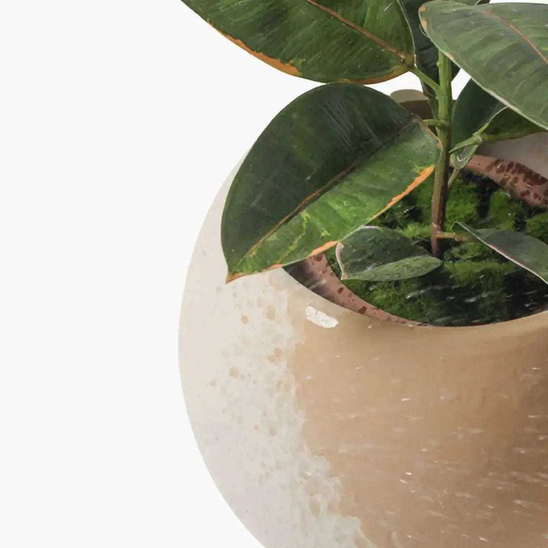 Como Ceramic Flower Pot-Speckled Space