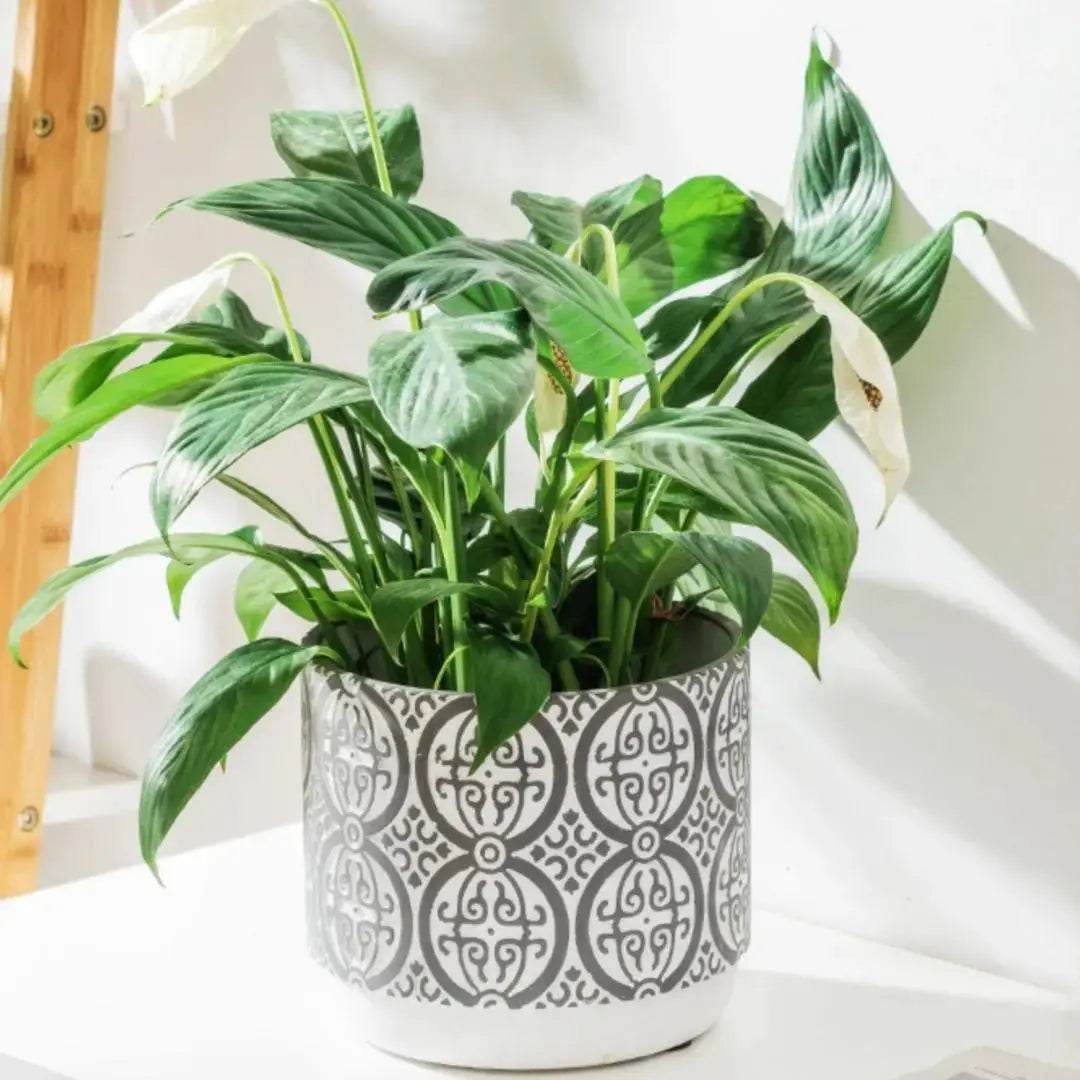 Chrisley Concrete Flower Pot-Speckled Space