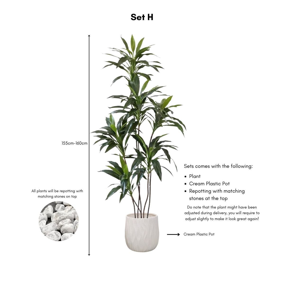 Faux Dracena Swan Plant