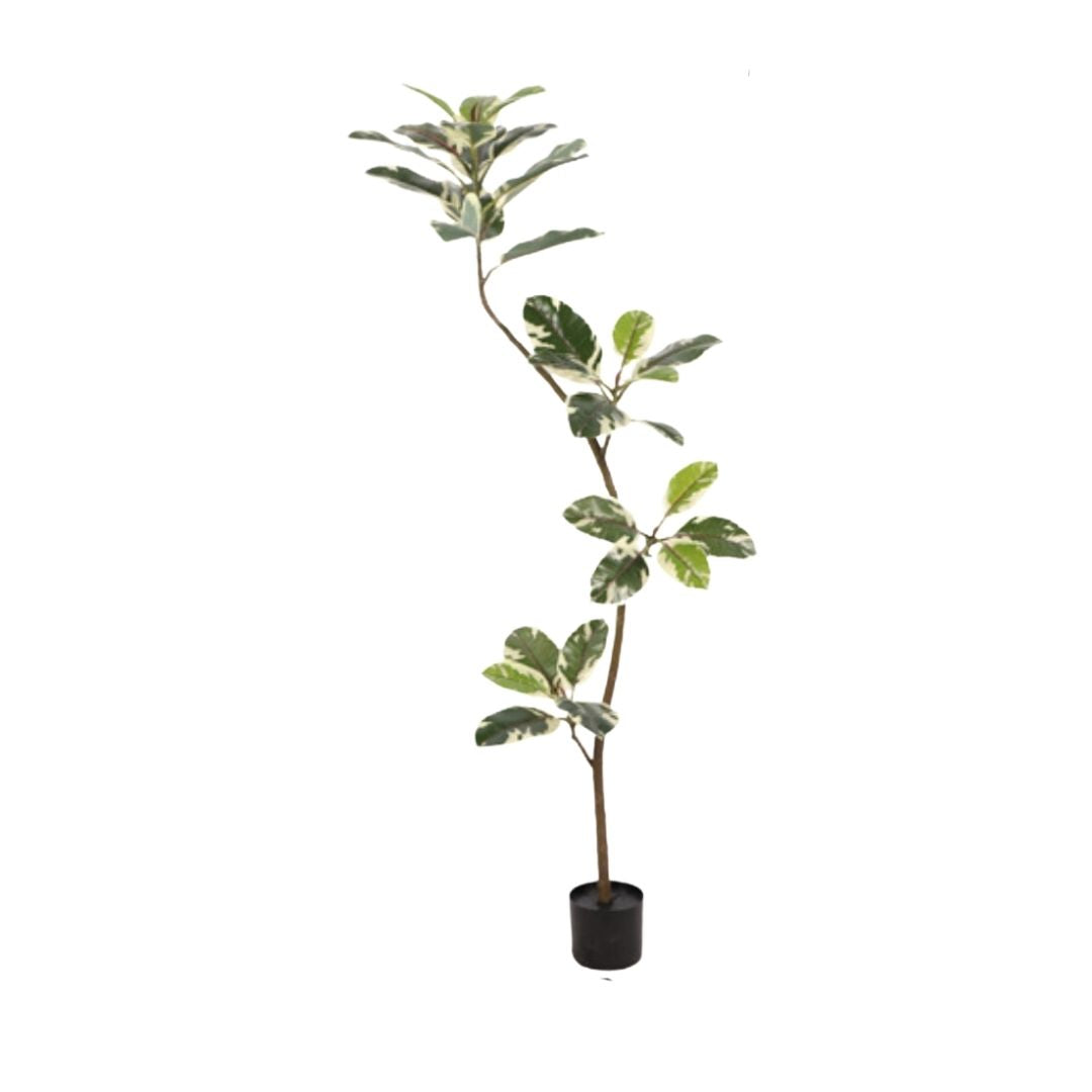 Artificial Ficus Benghalensis Variegated Plant