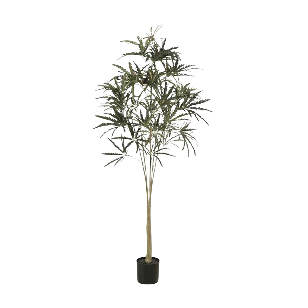 Faux False Aralia Plant