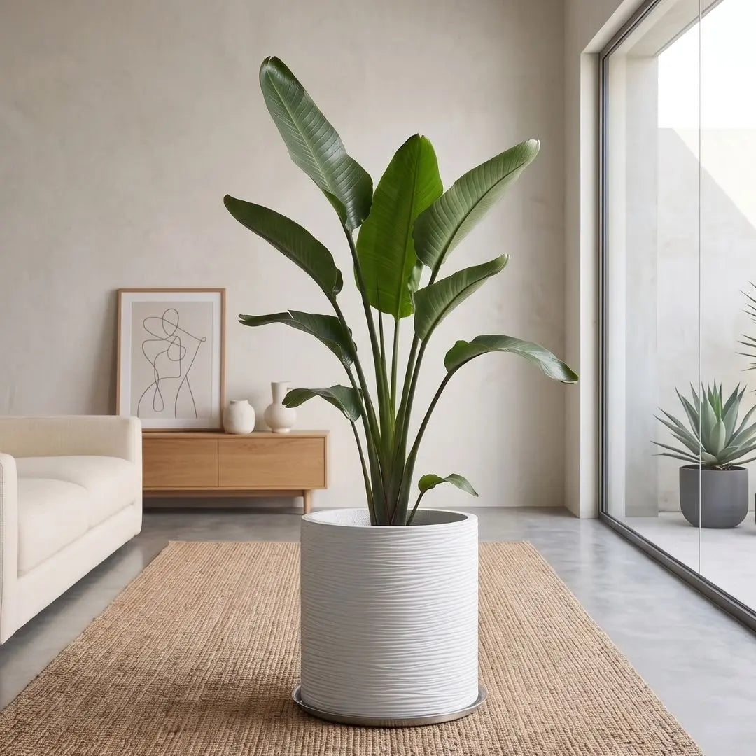 Pylota White Concrete Flower Pot - Design E    Speckled Space