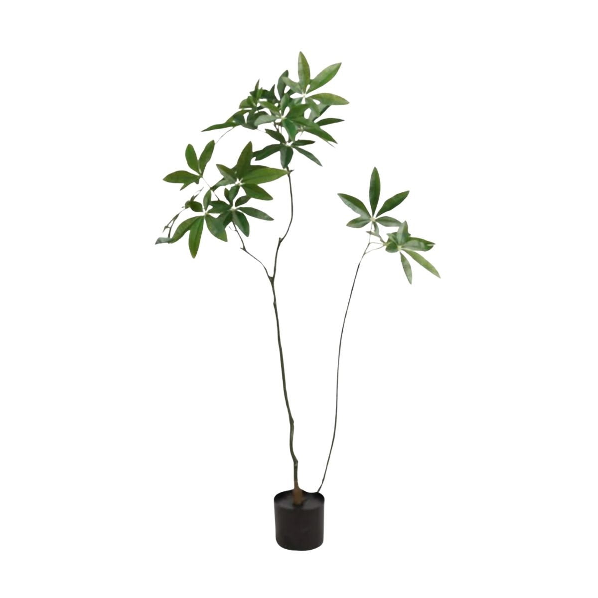 Faux Pachira Money Tree