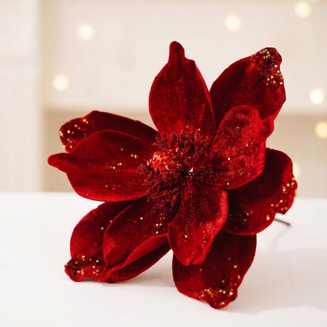 Burgundy Red Poinsettia Flower