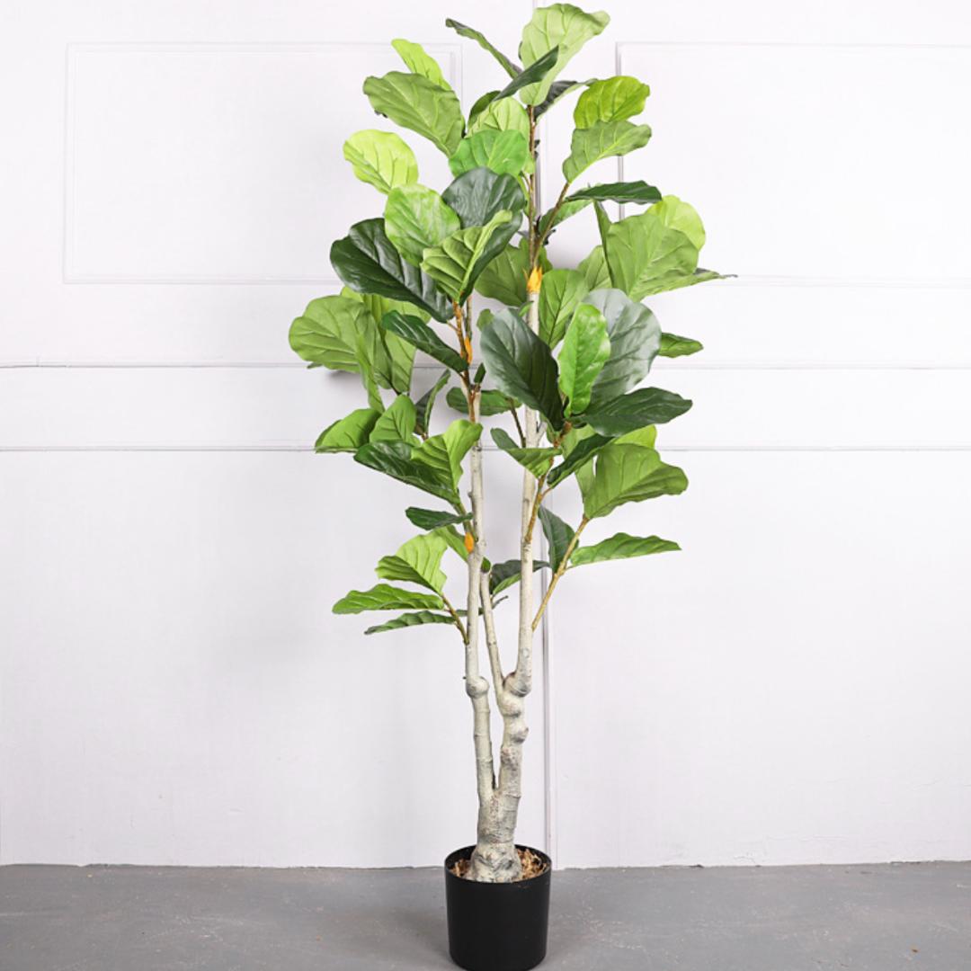 Artificial Ficus Plant - 170cm