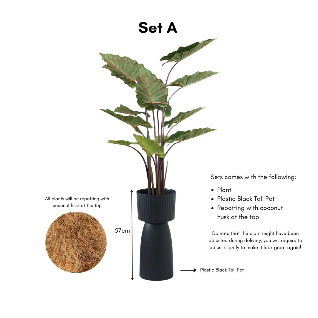 Artificial Alocasia Plant - 130cm