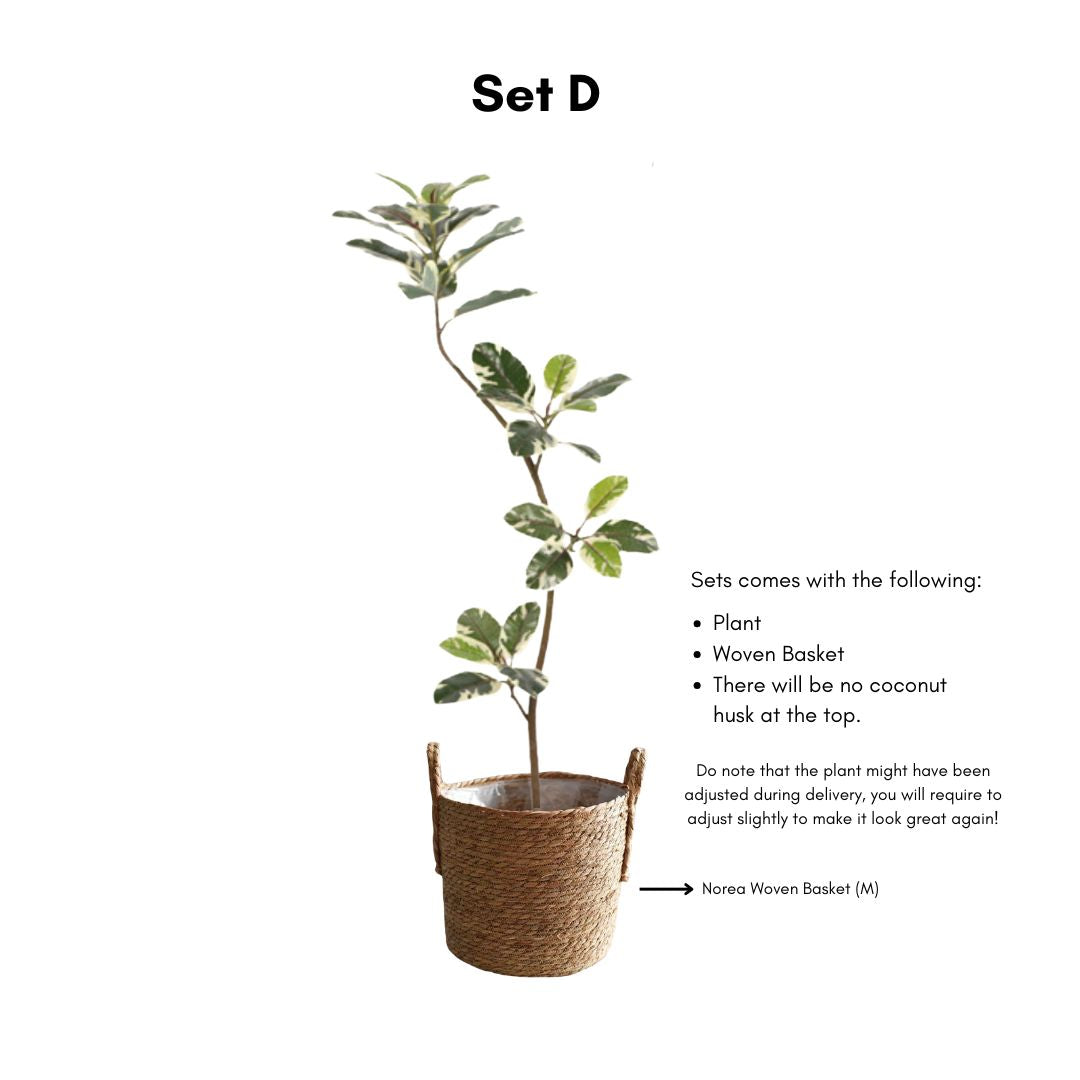 Artificial Ficus Benghalensis Variegated Plant