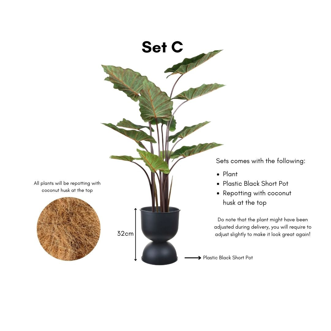 Artificial Alocasia Plant - 130cm