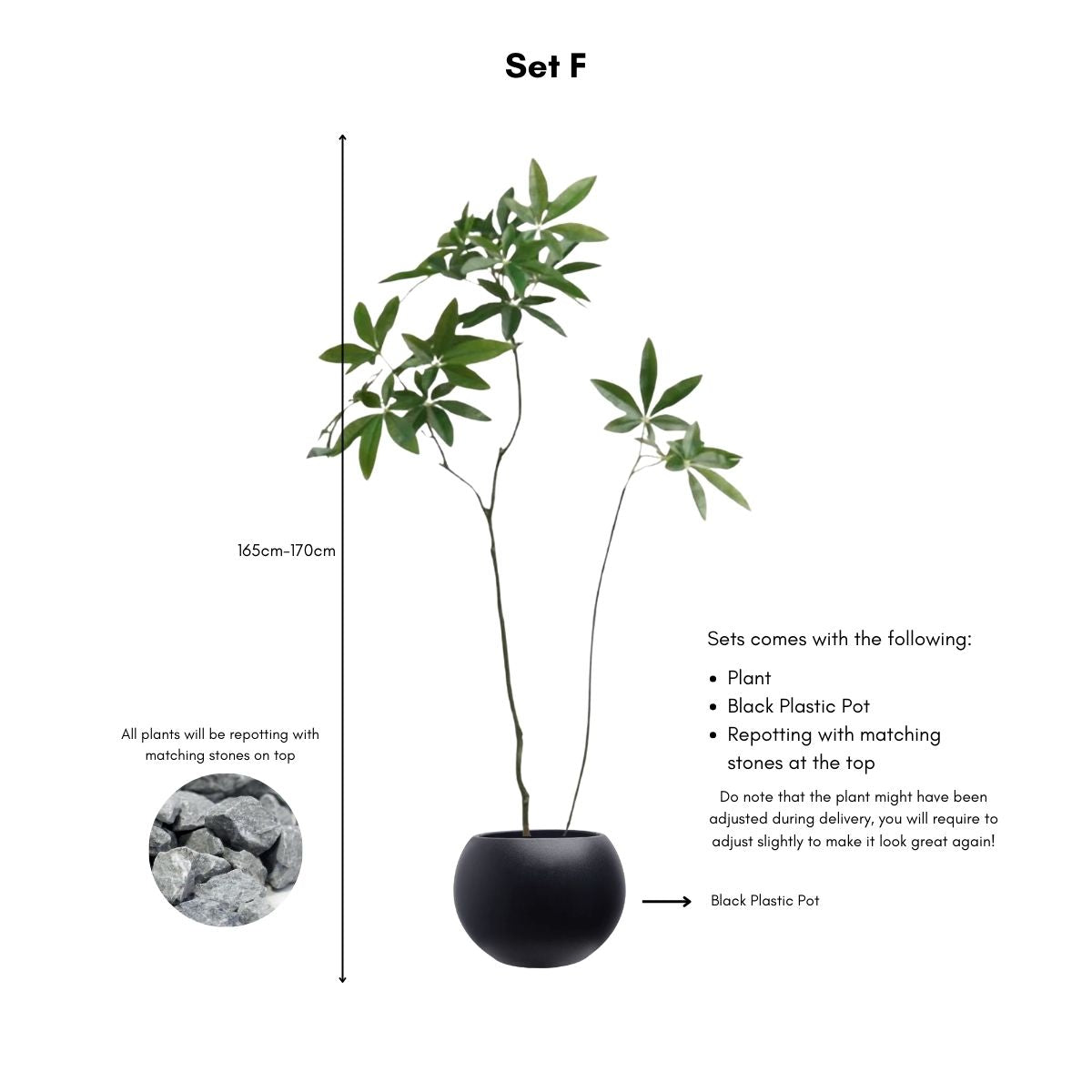 Faux Pachira Money Tree