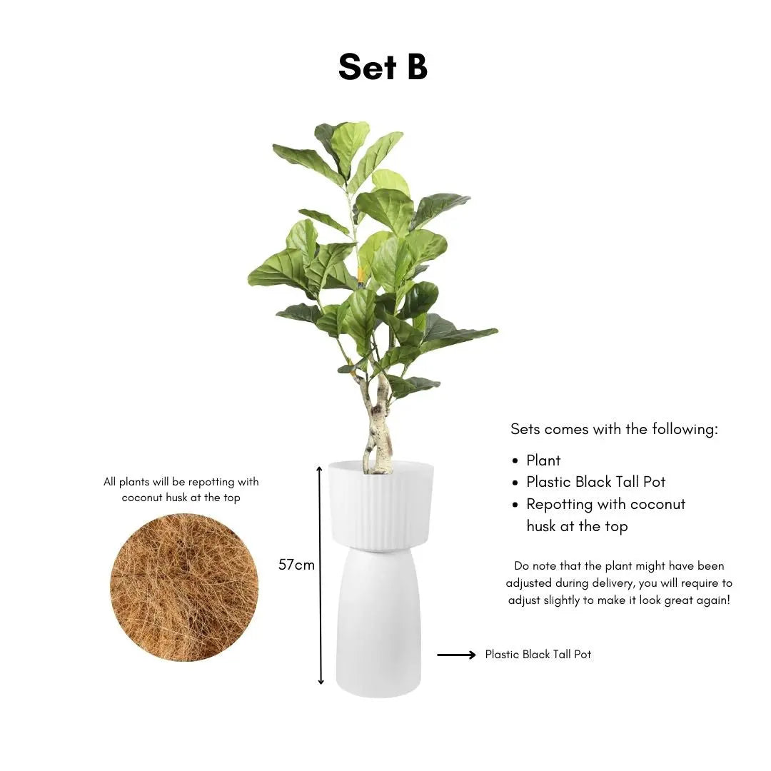 Artificial Ficus Plant - 115cm-Speckled Space
