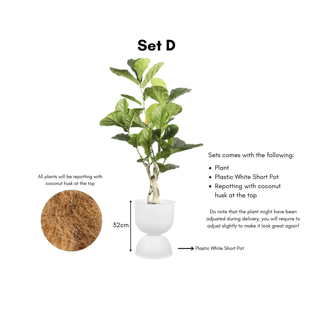 Artificial Ficus Plant - 115cm-Speckled Space