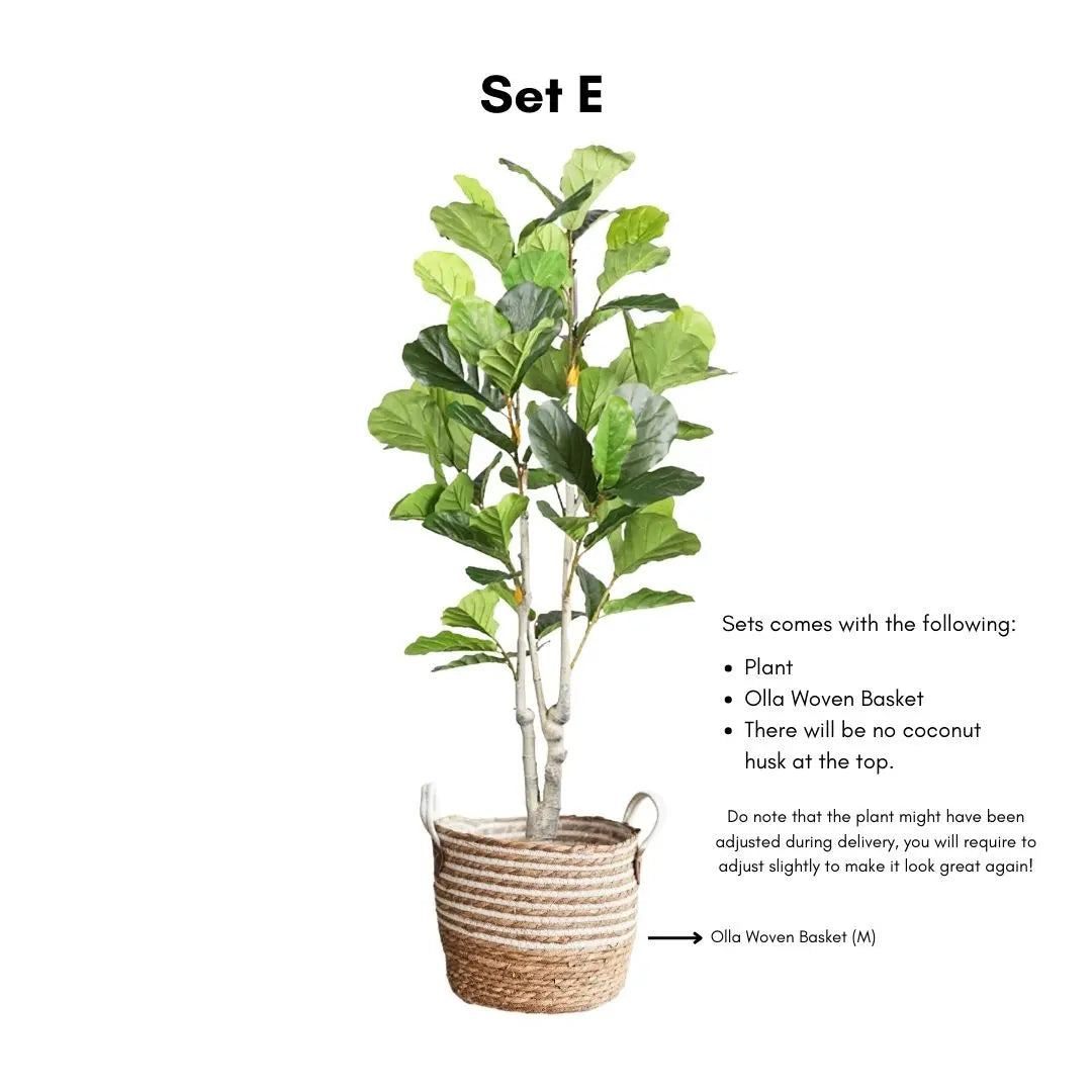 Artificial Ficus Plant - 170cm-Speckled Space